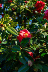 Camellia japonica, known as common camellia, or Japanese camellia, red flower on bush. bunch of...