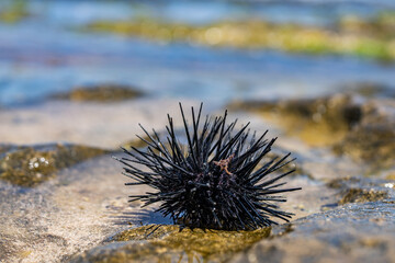 The diadema urchin or blue-black urchin (Echinothrix diadema) is a species of tropical sea urchin, member of the Diadematidae family. Laniakea Beach, North Shore, Oahu Hawaii