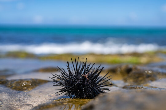 The diadema urchin or blue-black urchin (Echinothrix diadema) is a species of tropical sea urchin, member of the Diadematidae family. Laniakea Beach, North Shore, Oahu Hawaii