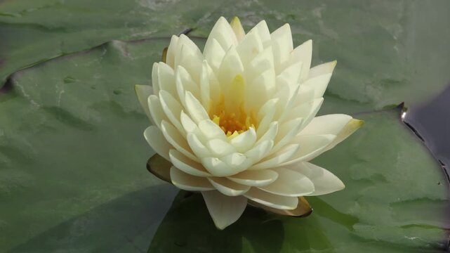 Time lapse of water lily flower opening, timelapse white lotus blooming in pond