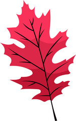 Autumn Leaf Illustration