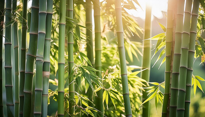 Serene bamboo grove in warm sunlight, green stalks, lush leaves, tranquil nature beauty landscape