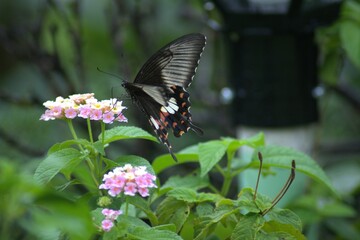Common Mormon butterfly flying onto flowers