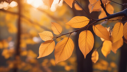 Fototapeta premium Close up of golden autumn leaves branch, nature's seasonal beauty. Beautiful fall woods, forest