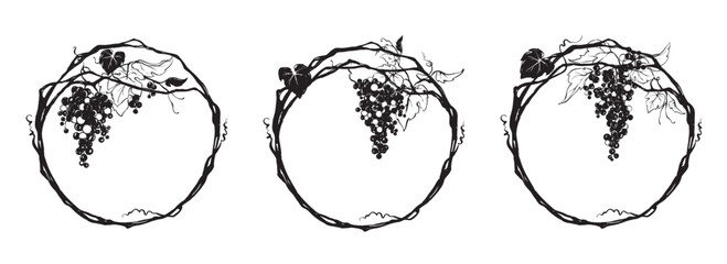Grapevine - vector illustration. Design elements with a twisting vine with leaves and berries. Round frame with vine.  © imagination13