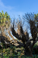 dry branches of a tree, trees with fallen leaves.