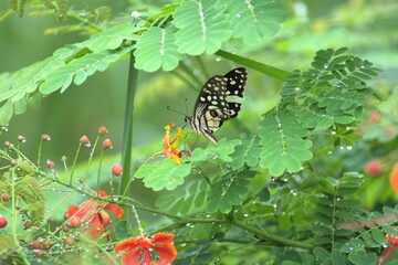 butterfly on a flower surrounded with leaves