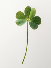 Four Leaf Clover White Background