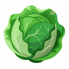 Cabbage art vector illustrator
