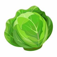 Cabbage art vector illustrator