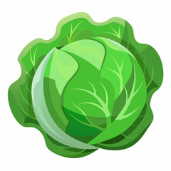 Cabbage art vector illustrator