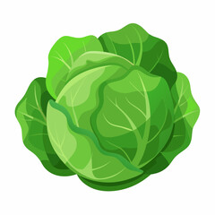 Cabbage art vector illustrator