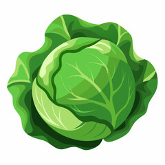 Cabbage art vector illustrator