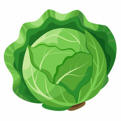 Cabbage art vector illustrator