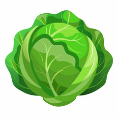 Cabbage art vector illustrator