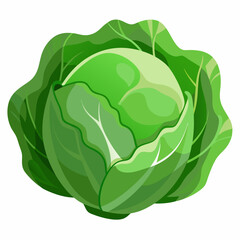 Cabbage art vector illustrator