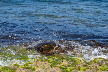 The green sea turtle (Chelonia mydas), green turtle, black (sea) turtle or Pacific green turtle, is a large species of sea turtles of the family Cheloniidae. Laniakea Beach, North Shore, Oahu Hawaii