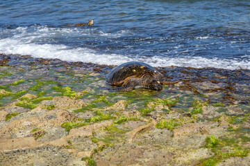 The green sea turtle (Chelonia mydas), green turtle, black (sea) turtle or Pacific green turtle, is a large species of sea turtles of the family Cheloniidae. Laniakea Beach, North Shore, Oahu Hawaii