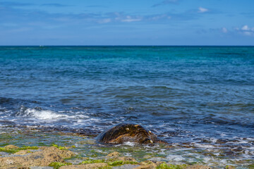 The green sea turtle (Chelonia mydas), green turtle, black (sea) turtle or Pacific green turtle, is a large species of sea turtles of the family Cheloniidae. Laniakea Beach, North Shore, Oahu Hawaii