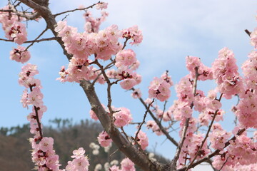 あんず