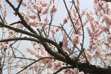 あんず