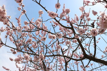 あんずの里