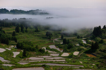 山の向こうが見えないほど霧が掛かった朝の棚田
