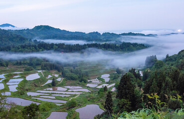 朝霧が棚田を包む春の風景