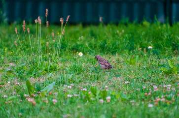 The Sind sparrow (Passer pyrrhonotus) walks through a meadow, on a summer evening, looking for...