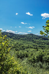 Landscapes - Forest - Europe, Romania, Suceava region