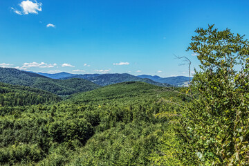 Landscapes - Forest - Europe, Romania, Suceava region