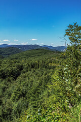 Landscapes - Forest - Europe, Romania, Suceava region