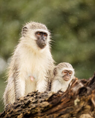 A mother vervet monkey and her young offspring survey the area around them in their bush habitat,...