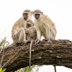 A family of vervet monkeys looking rather bedraggled from the rain and the mother cuddles her baby as they sit on a thick tree branch in a high key photo in a game reserve in South Africa.