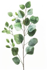 Ein Zwei Eukalyptus isoliert auf wei&szlig;em Hintergrund 