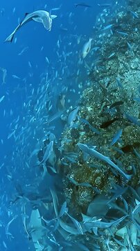 In this vibrant underwater scene, lively school of nurse sharks gracefully swims alongside remora fish in crystalclear waters of stunning Fiji reef, showing beauty of marine biodiversity