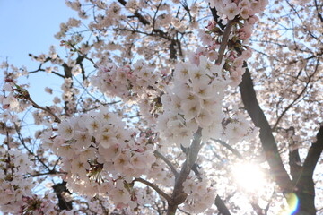 桜