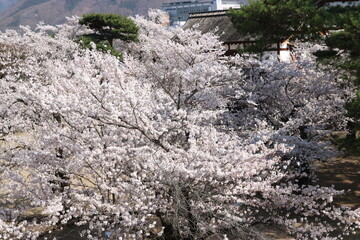 桜
