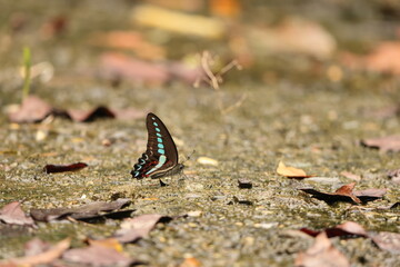 Graphium anthedon is a butterfly of the family Papilionidae, that is found in the Sunda Islands in the Malay Archipelago.