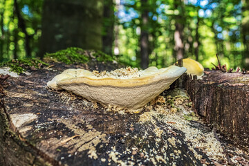 Macro  - Forest - Europe, Romania, Suceava region