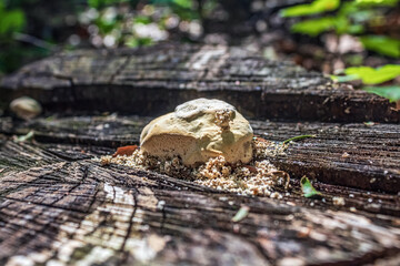Macro  - Forest - Europe, Romania, Suceava region