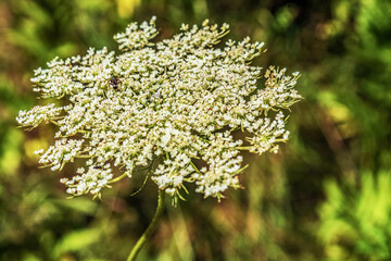 Macro  - Forest - Europe, Romania, Suceava region