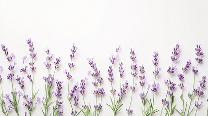 Naklejka premium Delicate lavender flowers spread out on a bright white background, perfect for relaxation themes.