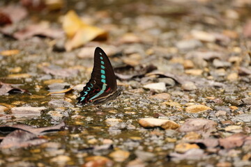Graphium anthedon is a butterfly of the family Papilionidae, that is found in the Sunda Islands in the Malay Archipelago.