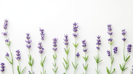 Naklejka premium Flat lay of lavender flowers arranged on a white background, creating a calming effect.