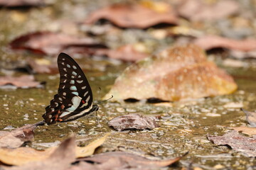 Meyer's Jay (Graphium meyeri) is a species of butterfly of the family Papilionidae, that is found in Sulawesi. 