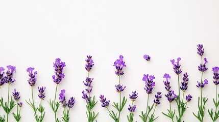 Naklejka premium Simple yet elegant arrangement of lavender flowers on a pure white background.