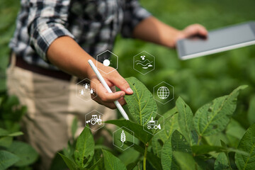 Businessman gardener using tablet Viewing potato plant picture of potato leaves in harvest season...