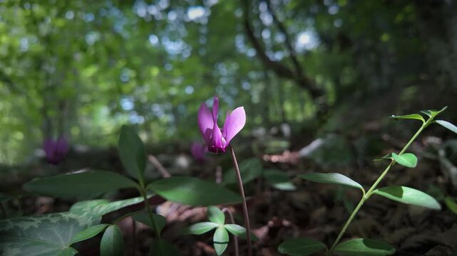 A cyclamen flower in the forest