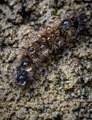 Close up image of a black fuzzy caterpillar covered in large shiny rain drops.